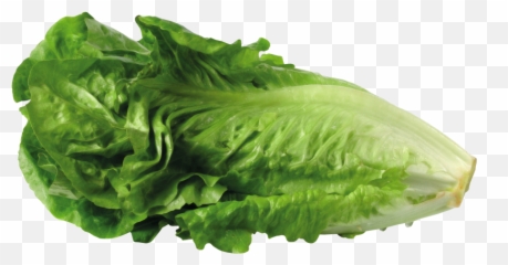 Lettuce Clip Art Clipart Image - Lettuce Clipart Transparent Background Emoji,Lettuce Emoji
