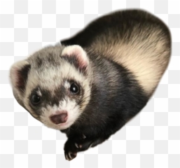 Humita Humitalahurona Sticker By Yikivvlynitaa - Humita Lyna Emoji,Weasel Emoji