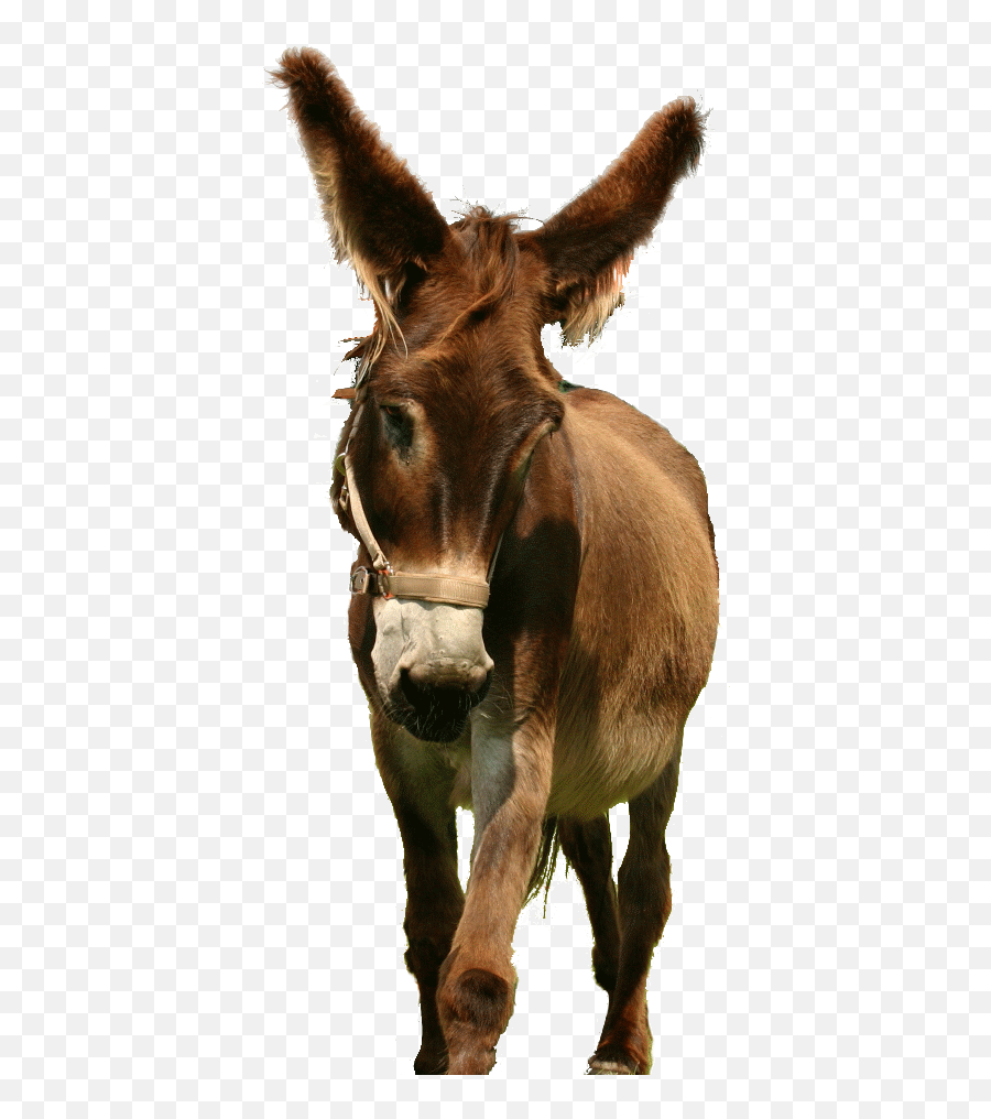 120 Mules And Donkeys Ideas Animals Beautiful Cute Emoji,Dnkey Emoji