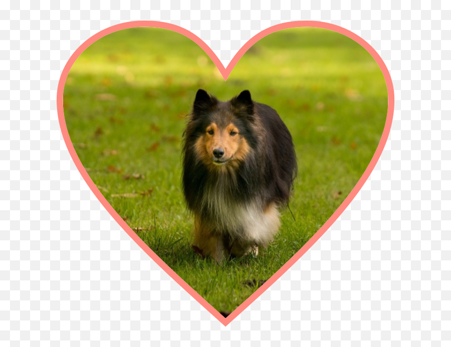 Popular And Trending - Northern Breed Group Emoji,Sheltie Emoji