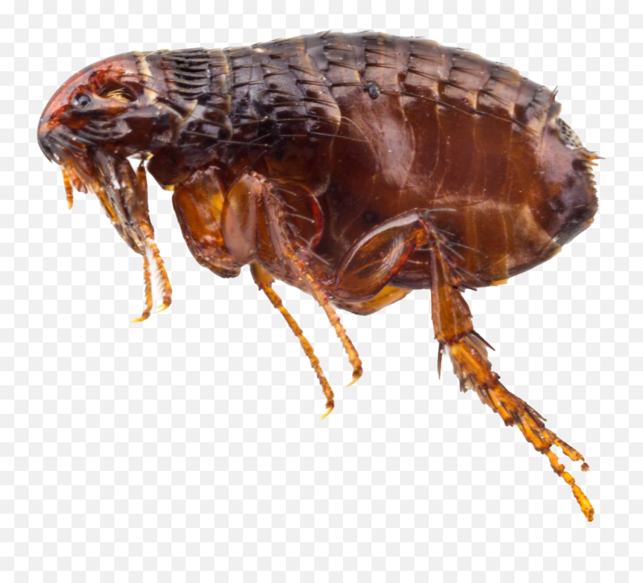 Flea Png Images Transparent Background - Fleas In White Background Emoji,Flea Emoji