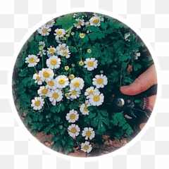 Home Herbalist U0026 Alchemist Inc Quality Herbal Supplements - Common Daisy Emoji,Chamoile Emotions