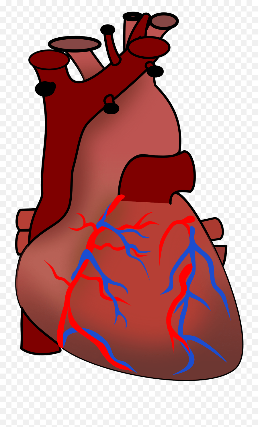 Heart Anatomy Circulation - Free Vector Graphic On Pixabay Animals Including Humans Year 6 Emoji,Anatomy Of An Emotion