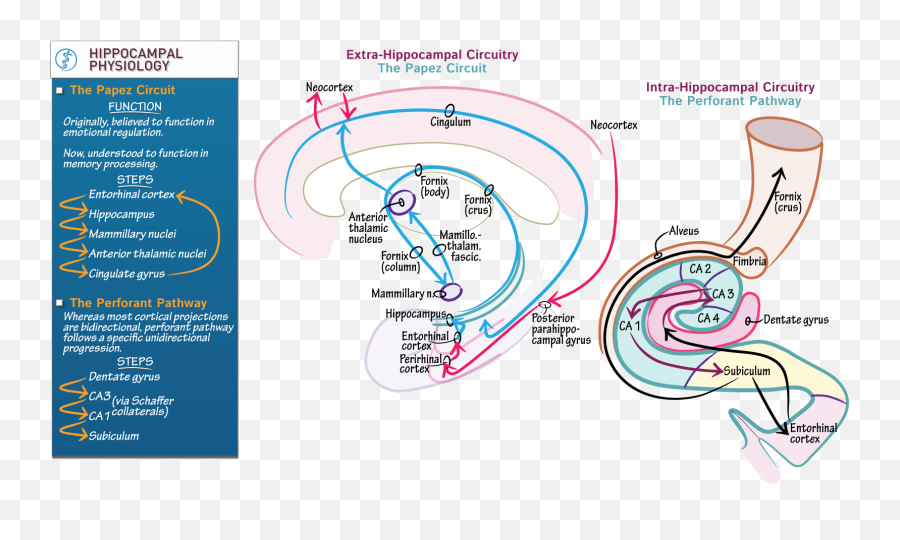 The Papez Circuit Perforant Pathway - Papez Circuit And Perforant Pathway Emoji,Comlex Emotions