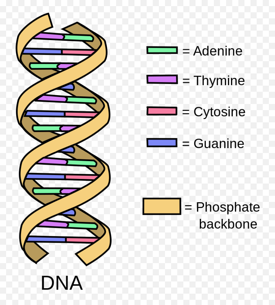 Building Blocks Of The Genetic Code - Simple Dna Diagram Emoji,Emoticon Dna Strand