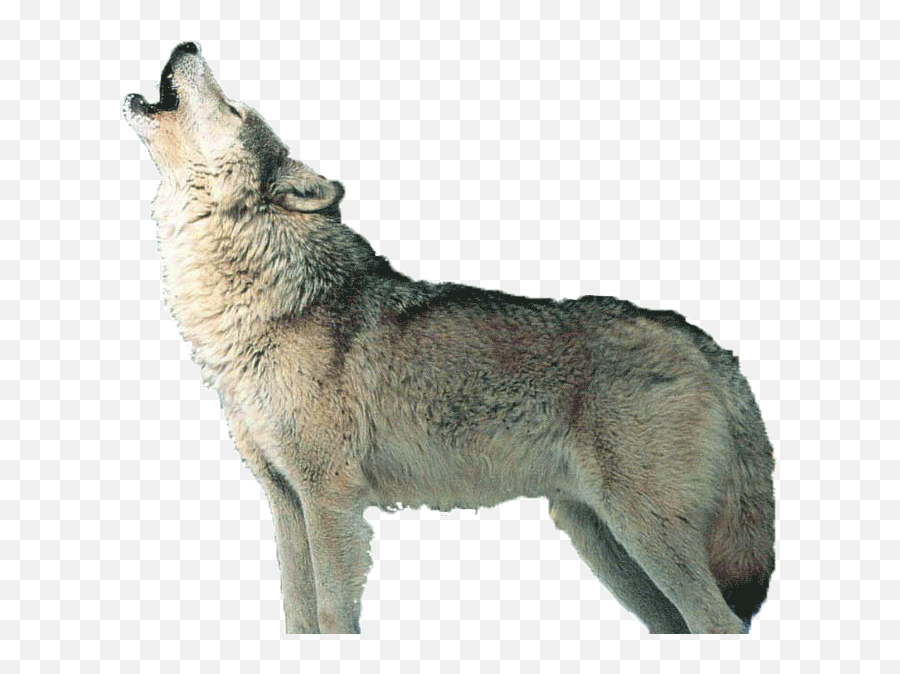 Wolf Howling Png 1 Png Image - Transparent Wolf Howling Png Emoji,Howling Wolf Emoji