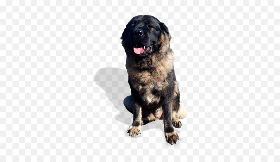 Caucasian Shepherd Puppies And Dogs For - Russian Bear Dog Transparent Emoji,Caucasian Mountain Shepherd Puppy Emoticon