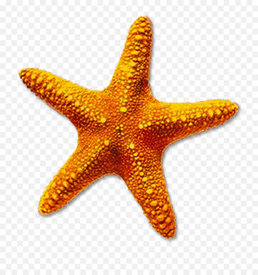 Starfish Drawing Starfish Starfish - Transparent Background Star Fish Emoji,Starfish Emoticon For Facebook