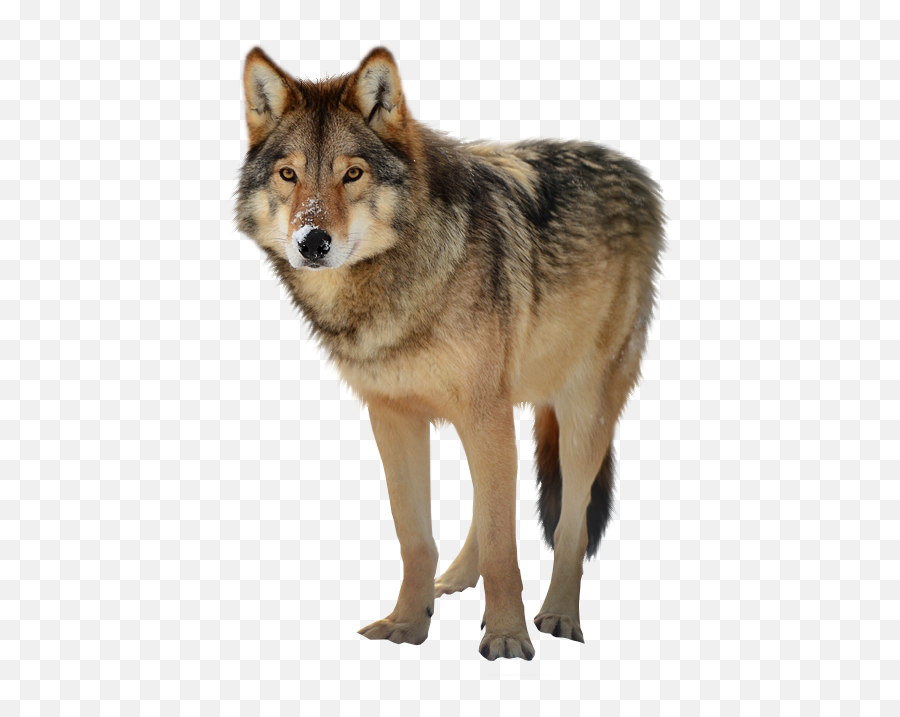 Timber Wolf Png Png Mart - Red Wolf Png Emoji,Wolf Howl Emoji