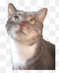 Cat Kitten Cats Catmeme Meme Memes Sticker By Mushroomc0re Emoji,Crying Cat Emoji