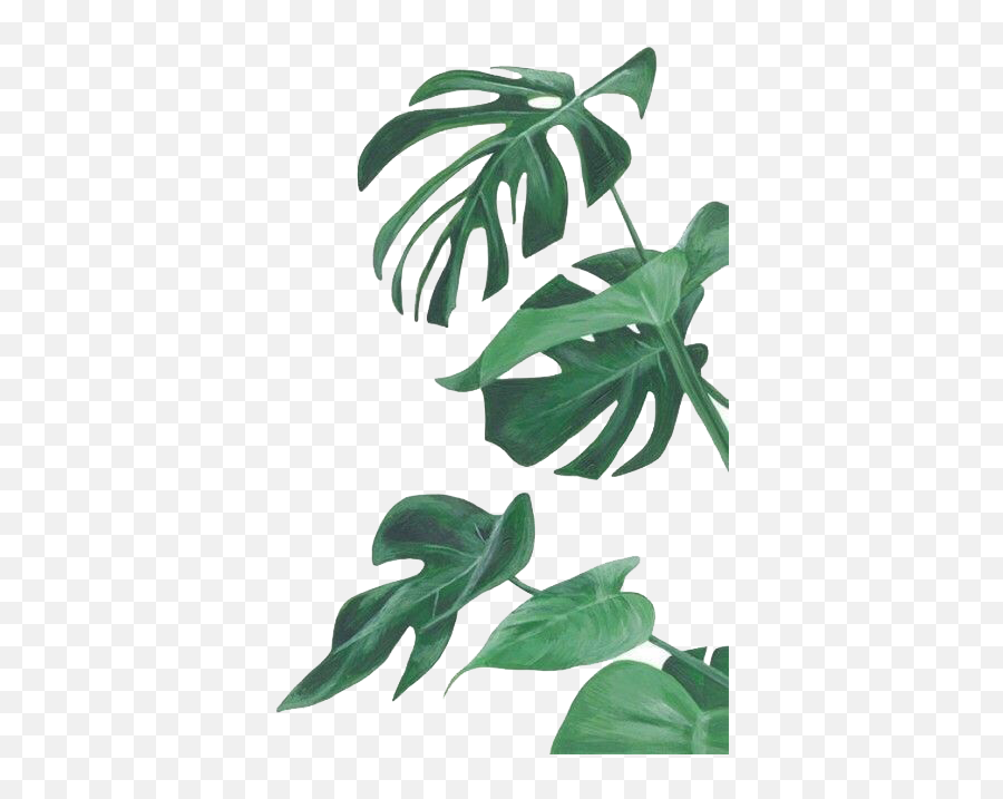 Watercolor Painting Leaf Botanical Illustration Botany - Watercolor Monstera Leaf Png Emoji,Swiss Flag Emoji