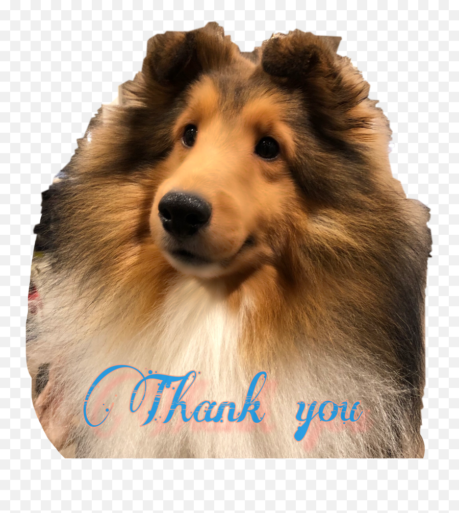 The Most Edited - Treats Emoji,Sheltie Emoji