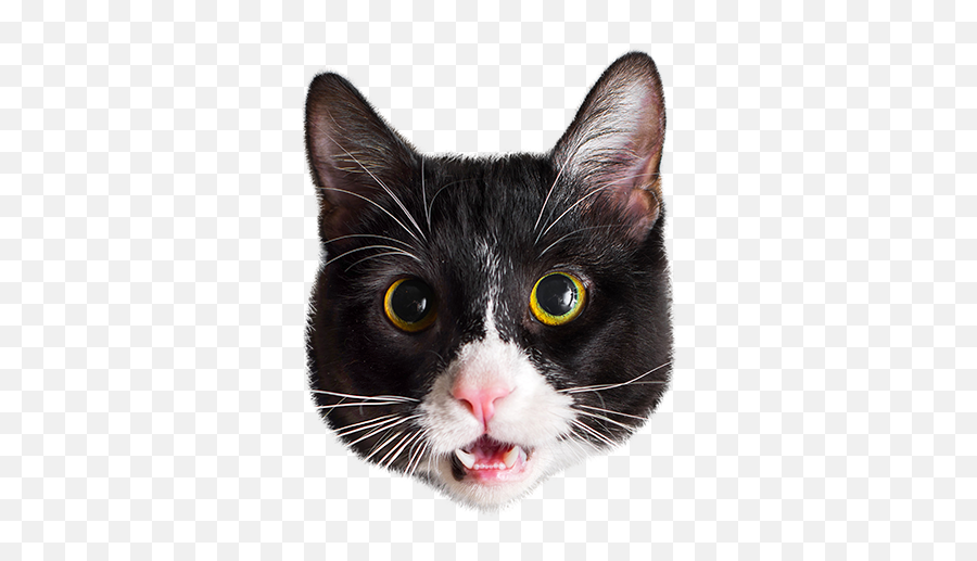 Cat Cute Stickers Of Cats - Domestic Cat Emoji,Understanding Cats Emotions