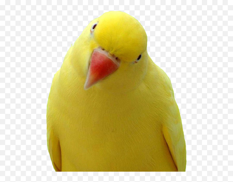 Forest Clipart Parrot Forest Parrot Transparent Free For - Yellow Parrot With Orange Beak Emoji,Parakeet Emoji