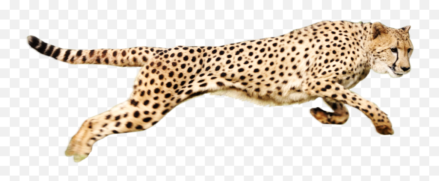 Jaguar Clipart Chita Jaguar Chita - Cheetah Running Transparent Background Emoji,Jaguar Emoji