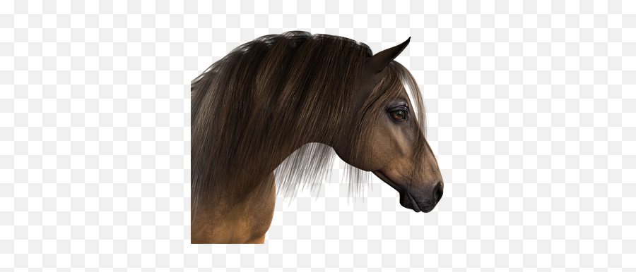 4000 Free Head U0026 Brain Illustrations - Pixabay Horse Mane Png Emoji,Dead Horse Emoji