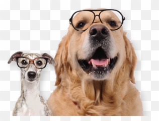 Real Dog Food Nz - Premium Natural Dog Food Online Pies W Okularach Emoji,Bbc Dogs Emotions