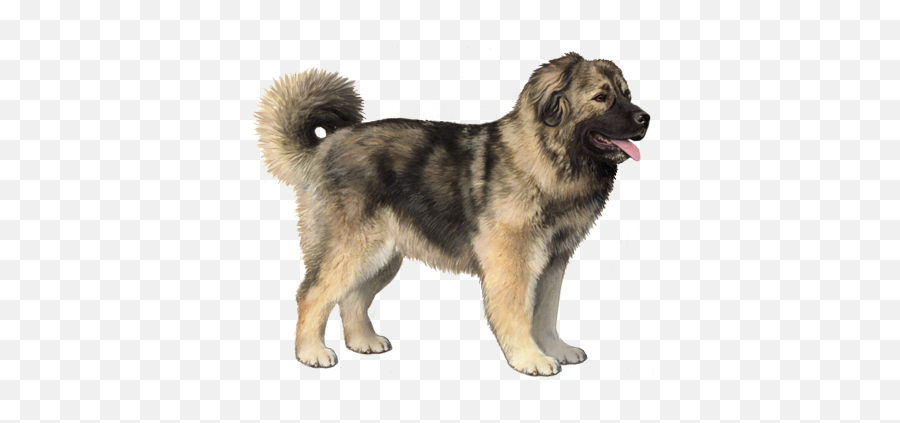 Caucasian Shepherd Dog Facts - Caucasian Shepherd Puppy Tail Emoji,Caucasian Mountain Shepherd Puppy Emoticon