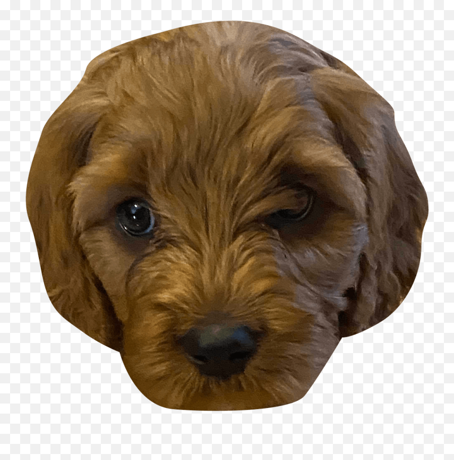 The Ceros Pet Calendar 2021 Digital - Vulnerable Native Breeds Emoji,Labradoodle Emoji