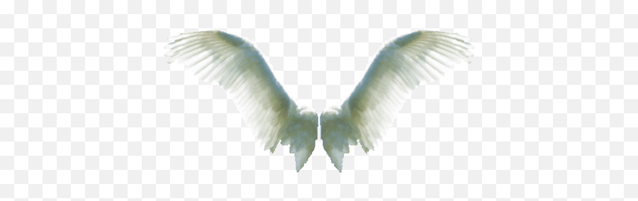 Top Ali Kazmi Stickers For Android U0026 Ios Gfycat Emoji,Castiel: I Like Emoticons