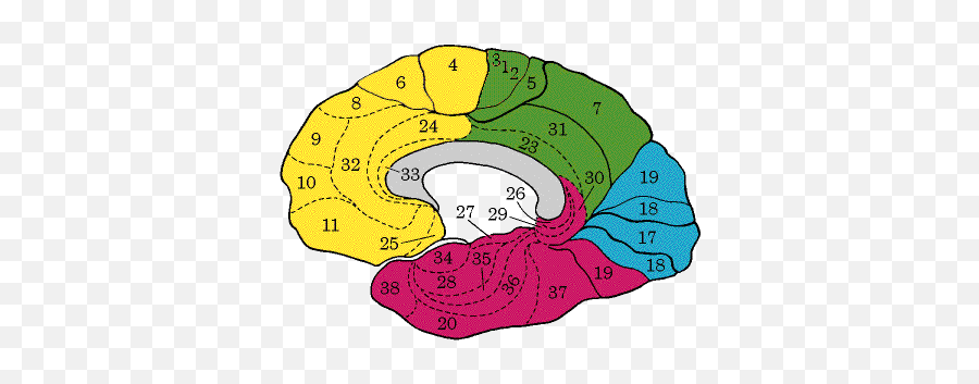 The Human Brain - Brain Region Numbers Emoji,Frontal Lobe Emotion