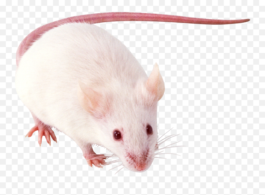 Rat Mouse Mice Png Free Images Pictures Emoji,White Rat Emoji