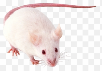 Rat Mouse Mice Png Free Images Pictures Emoji,White Rat Emoji