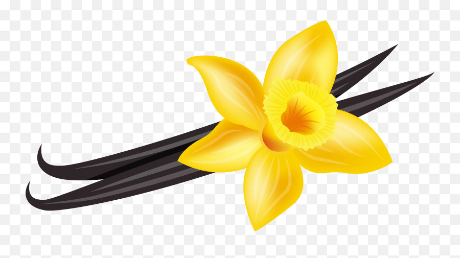 Vanilla Flower Png Vanilla Flower Png Transparent Free For - Vanilla Png Clipart Emoji,Vanilla Emoji