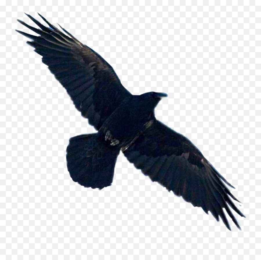 Bird Raven Crow Sticker - Raven Flying Raven White Background Emoji,Raven Bird Emoji