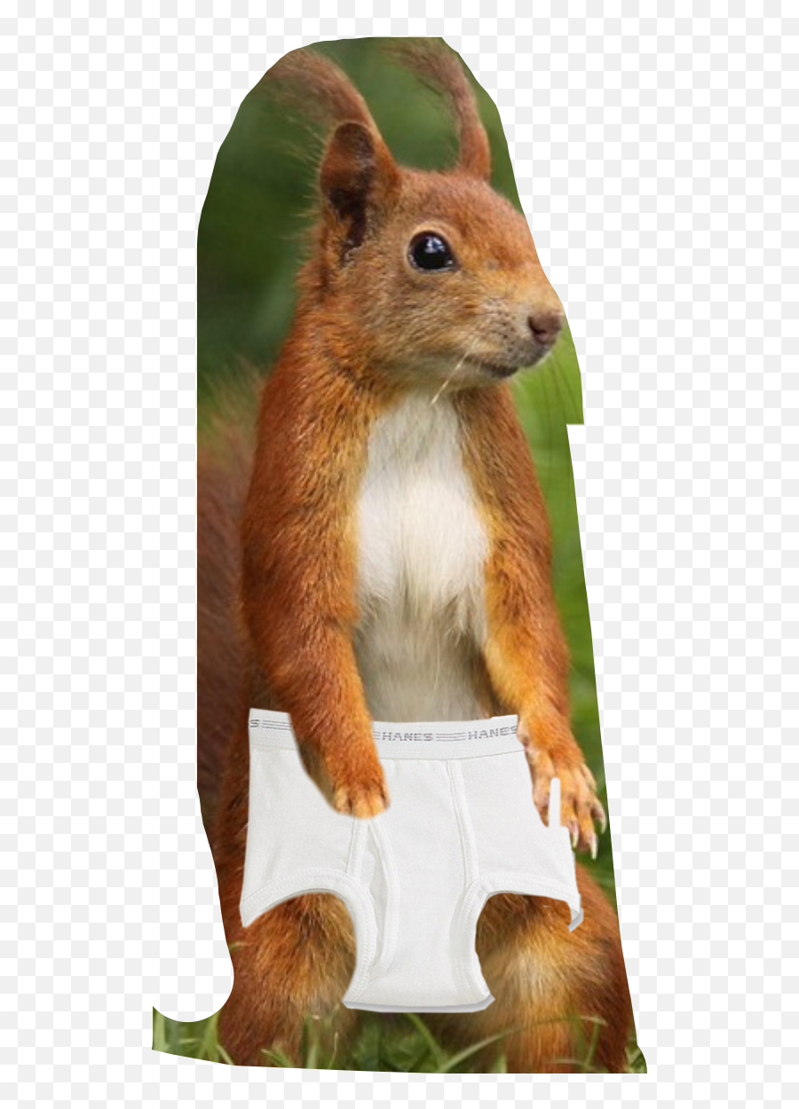 Squirrel In Sticker By Itsjustchicken - Red Squirrel Emoji,Underwear Emoji