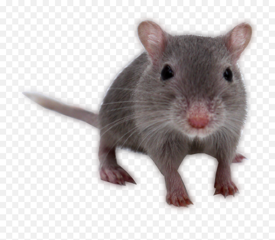 Gerbils - Gerbil Transparent Emoji,Gerbil Tail Emotions