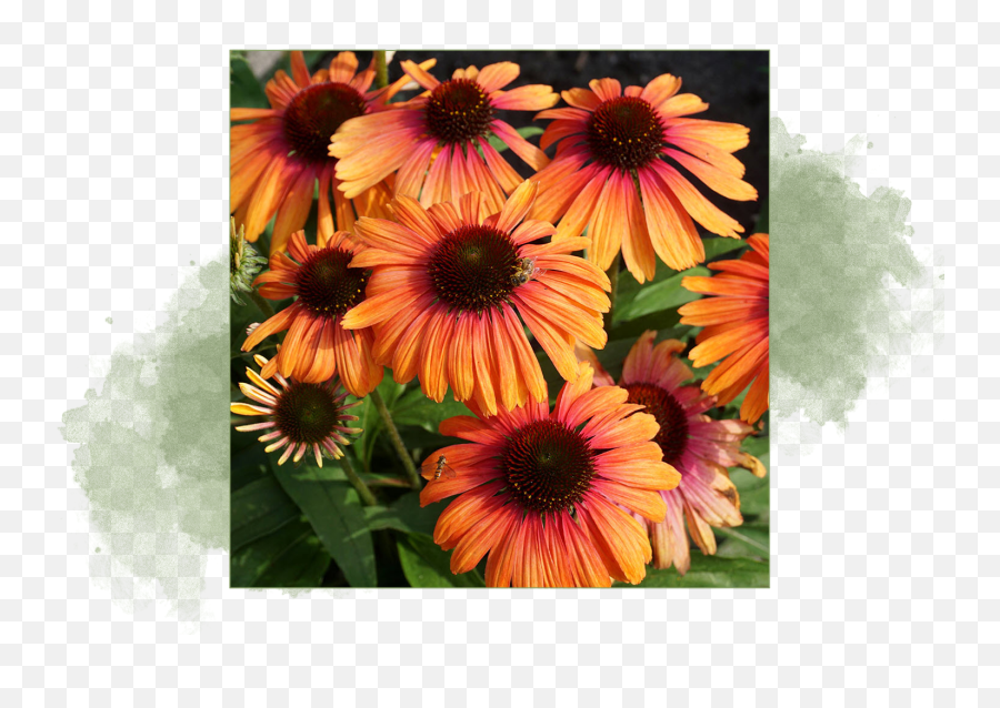 Plantmaster For Colleges - Distance Learning Tools For Hort Rainbow Marcella Echinacea Purpurea Emoji,Picture Of Sweet Emotion Abelia In Garden