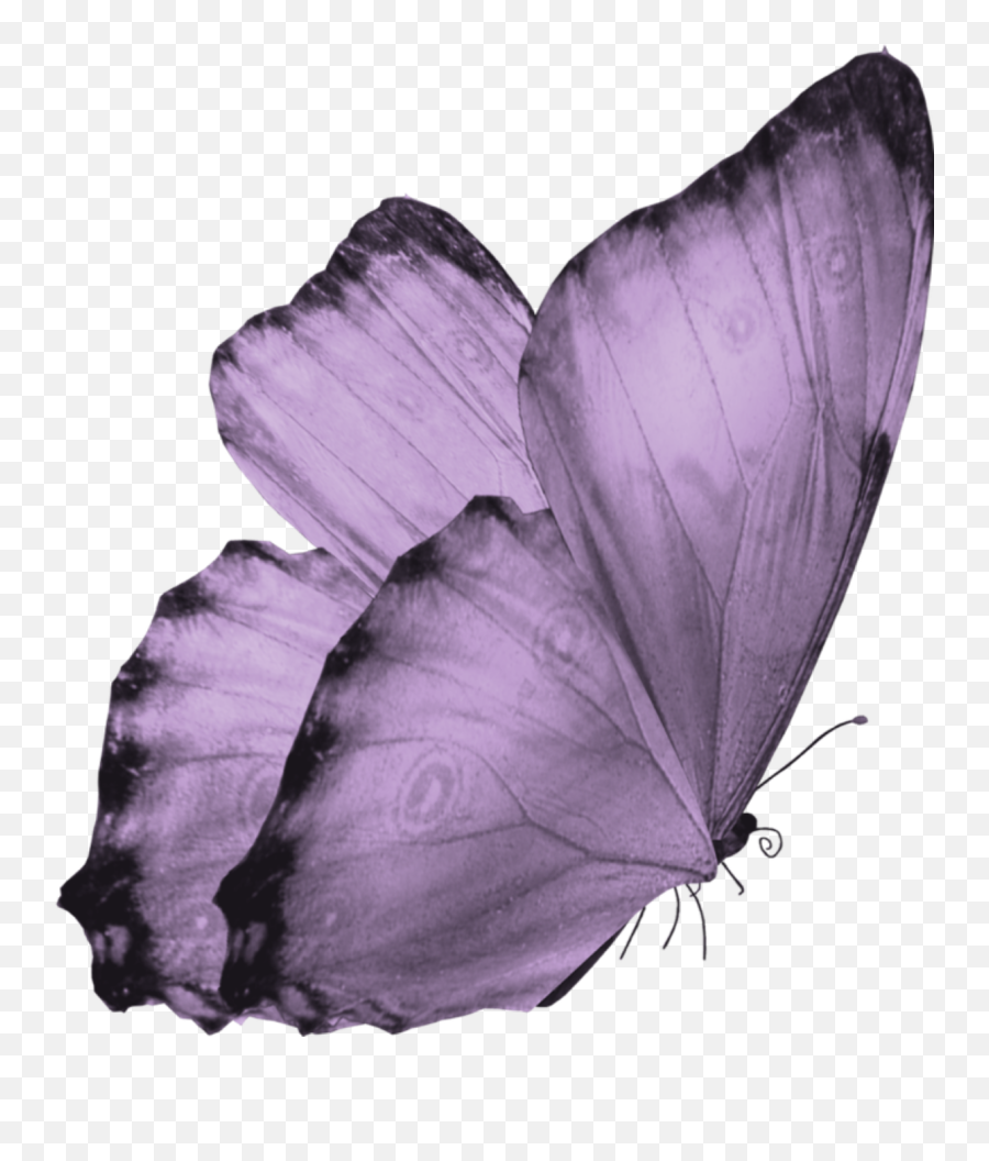 Purple Butterfly Emoji Wallpaper - Butterfly Transparent Background,Stephen Curry Emoji Keyboard