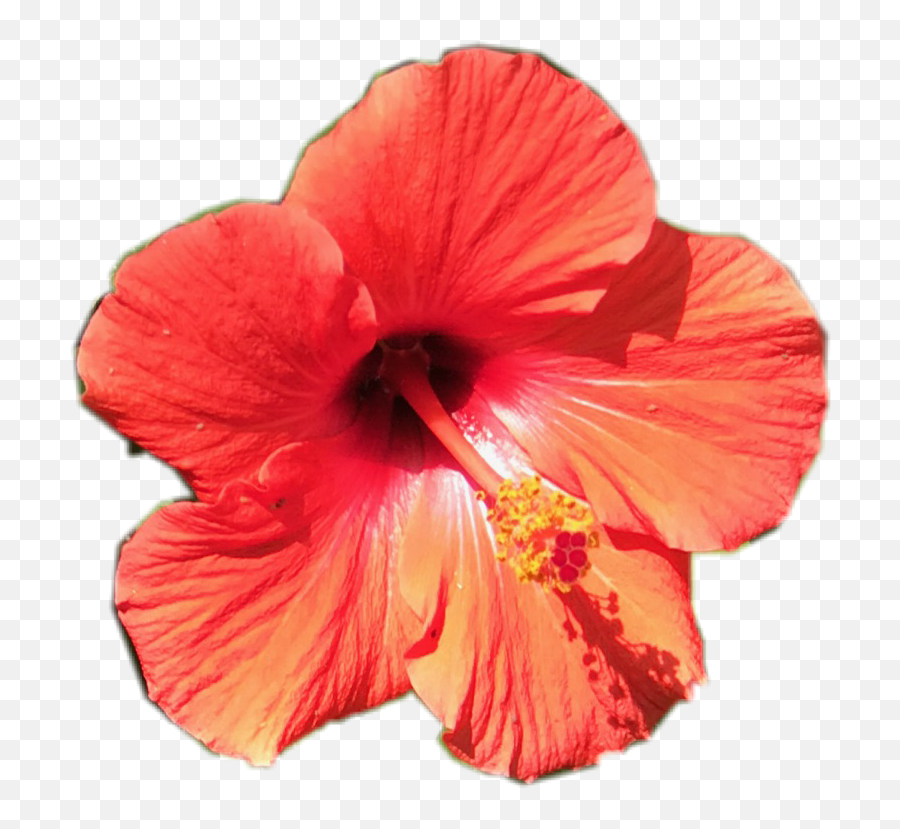 Tropical Flower Pretty Sticker - Transparent Exotic Flower Png Emoji,Tropical Flower Emoji