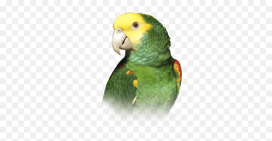 Yellowheaded Amazon Png U0026 Free Yellowheaded Amazonpng - Double Yellow Headed Amazon Emoji,Parakeet Emoji