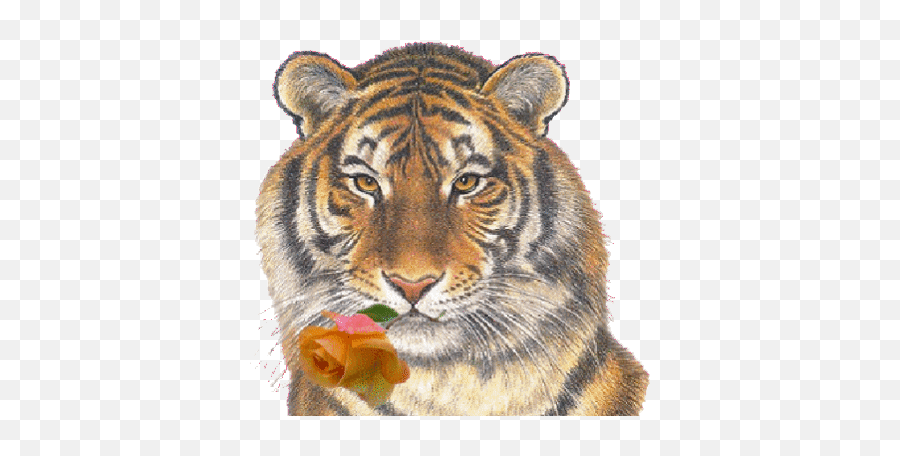 Top Saber Tooth Tiger Stickers For - El Tigre Y El Lobo Emoji,Tiger Emoji Android