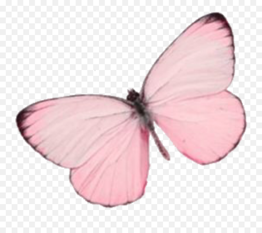 Soft Messy Aesthetic Butterfly Sticker - Girly Emoji,Pink Butterfly Emoji
