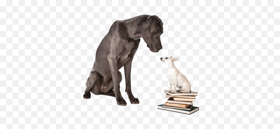 501 Dog Books Description Rating - Dog Supply Emoji,Dog Dog Heart Emoji Puzzle