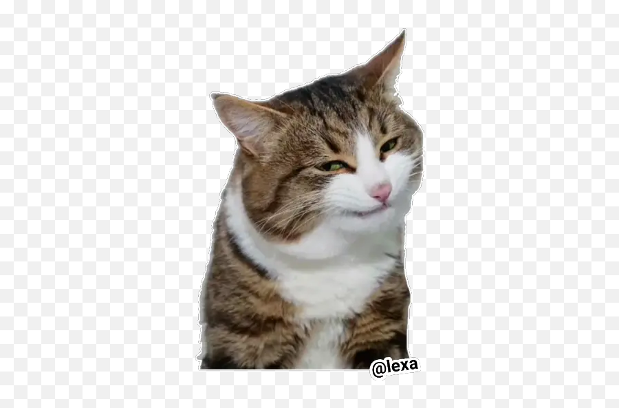 Sticker Maker - Domestic Cat Emoji,4 Different Cats With 4 Different Emotions