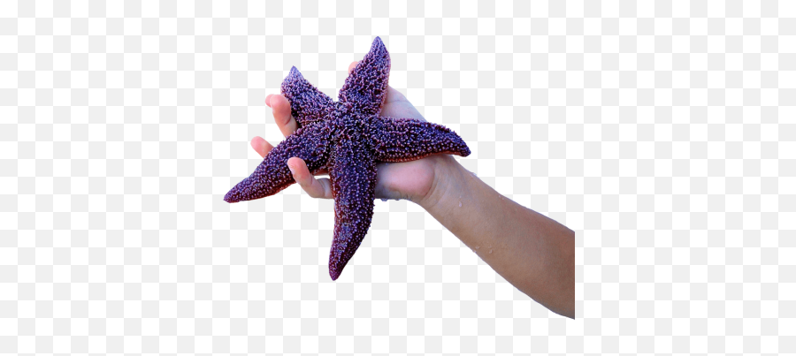 Where Are All The Sea Stars - Starfish Emoji,Starfish Emoticon For Facebook