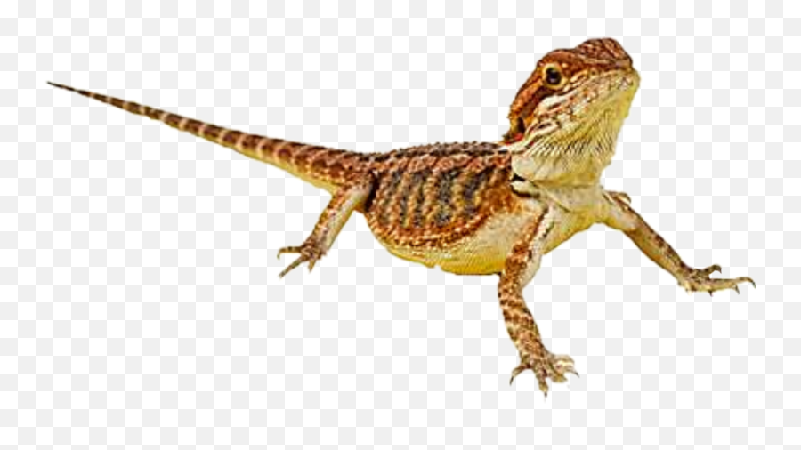 Bearded Dragon Lizard Free Png Image Png Arts Emoji,Lizard + Man Emoji