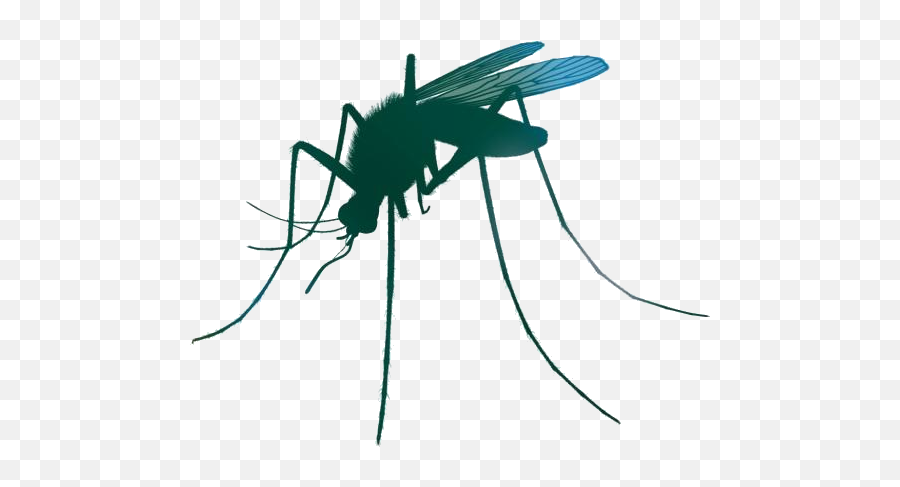 Mosquito Cartoon Png Hd Images Stickers Vectors Emoji,Facebook Mosquito Emoji
