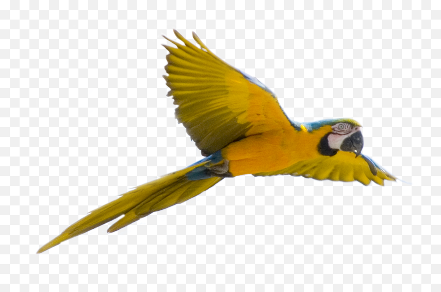 Parrot Bird Flight - Yellow Flying Parrot Png Images Free Parrot Flying Png Emoji,Yellow Bird Emoji
