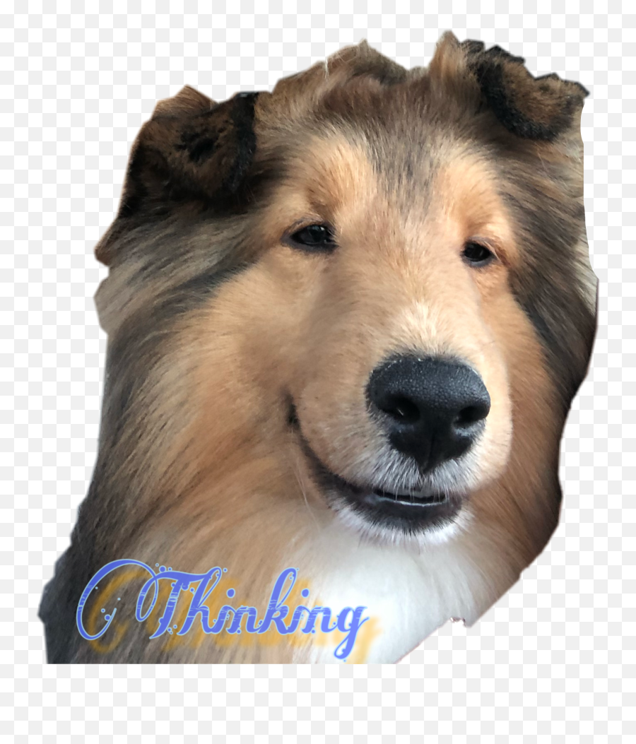 The Most Edited - Northern Breed Group Emoji,Sheltie Emoji