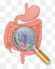 Essential Oils And Our Microbiome - Leaky Gut Emoji,Doterra Essential Emotions Pdf