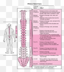 Spinal Cord Injury - Effects Of Spinal Cord Injury Emoji,Blue Oyster Cult Emojis