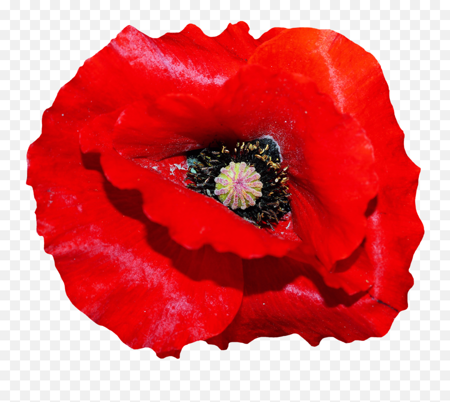 Darrell Vickers U2013 Chapter Ten Everyoneu0027s Gone To The Movies - Poppy Flower Png Emoji,Cue Flower Emojis