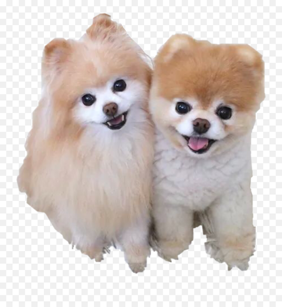 The Most Edited Dogs Picsart - Boo Dog Emoji,Dogs Of Kennel C Emojis Stickers