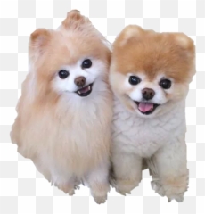 The Most Edited Dogs Picsart - Boo Dog Emoji,Dogs Of Kennel C Emojis Stickers