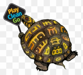 Tucker The Turtle - Box Turtle Cartoon Emoji,Tucker Turtle Emojis